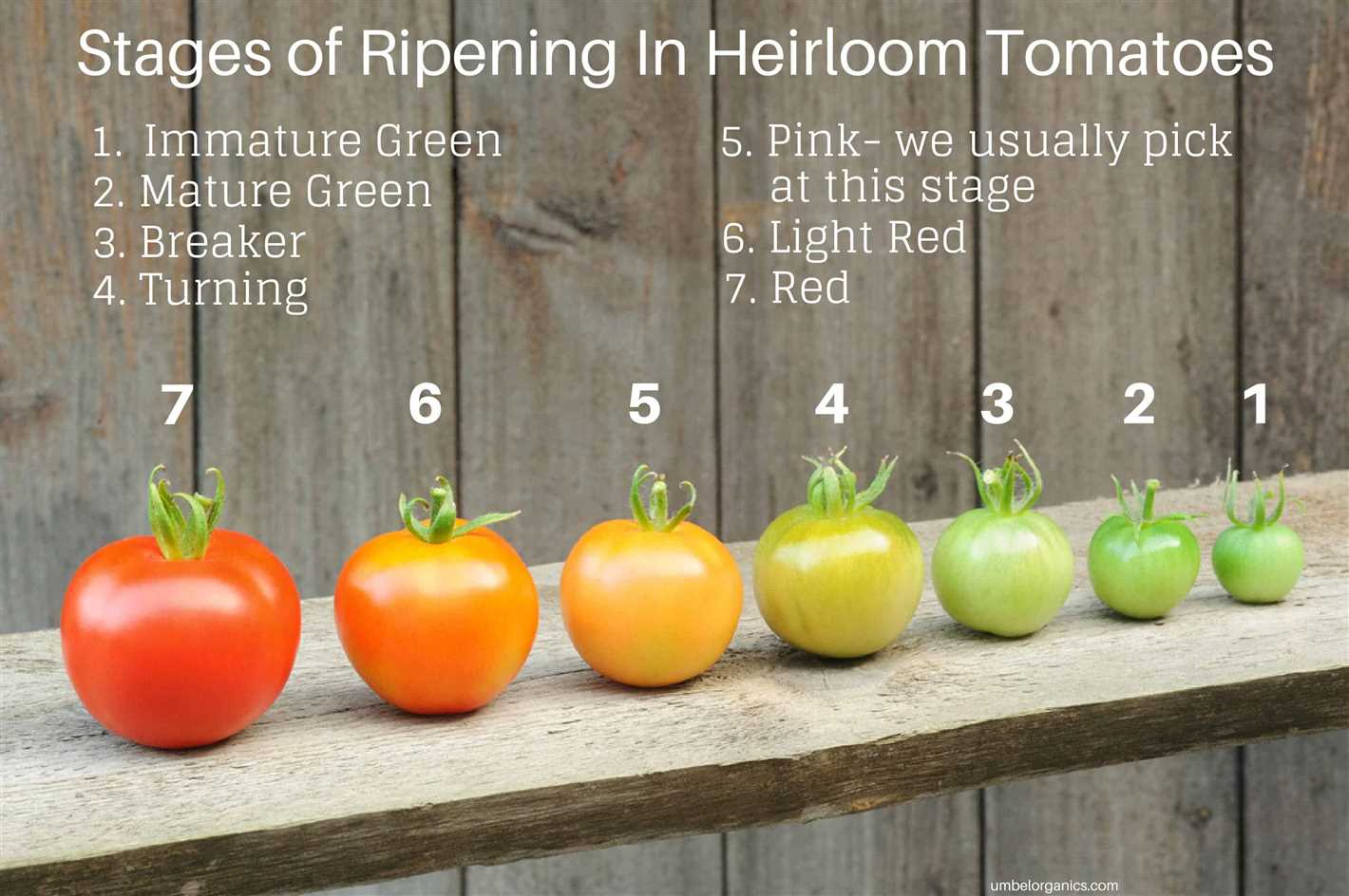 Harvesting and Storing the Tomatoes