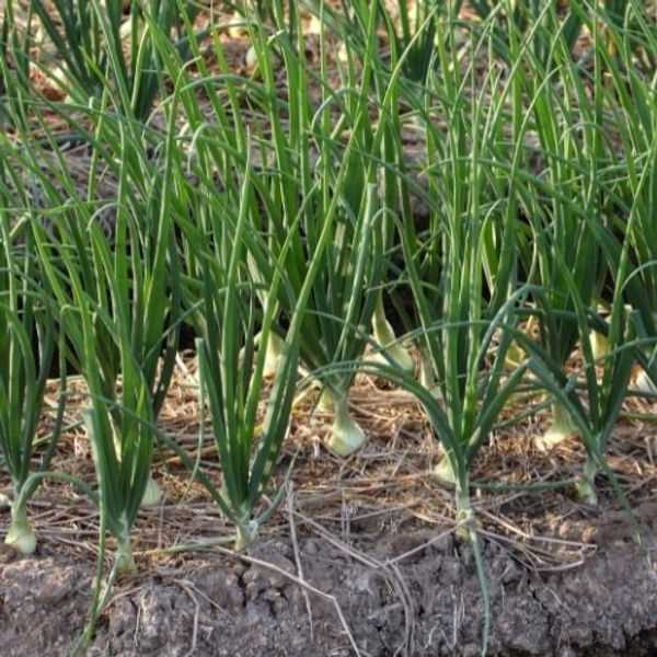 When to Harvest Onions