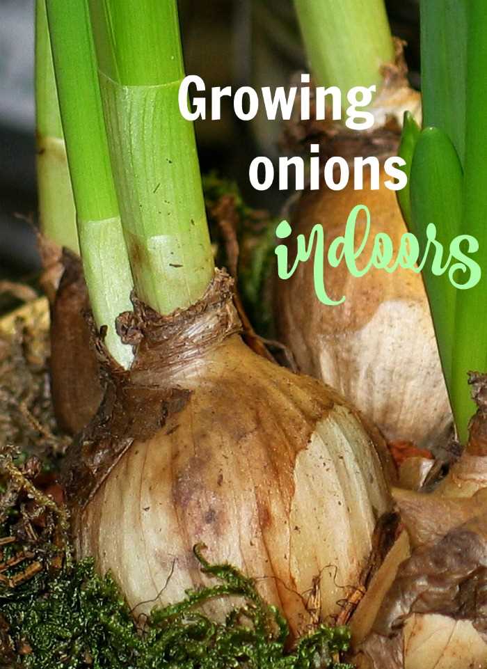 Planting Onions: Best Practices