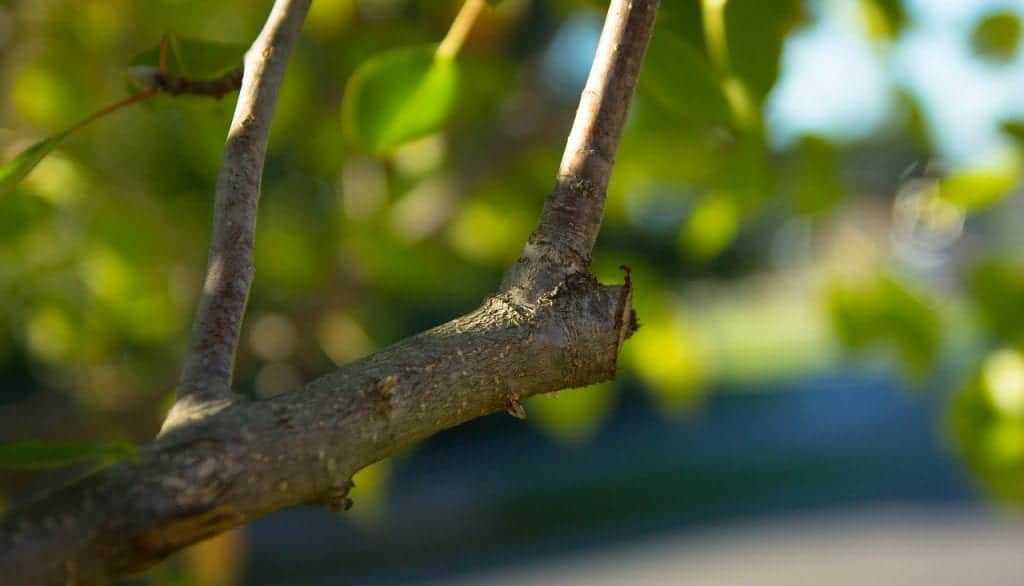 what you need to know about spring pruning of appl 2bq2rzht