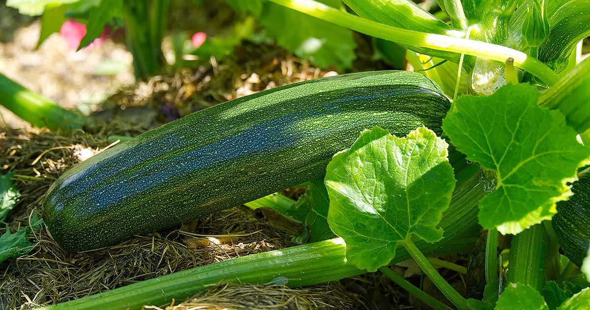 1. Organic Compost