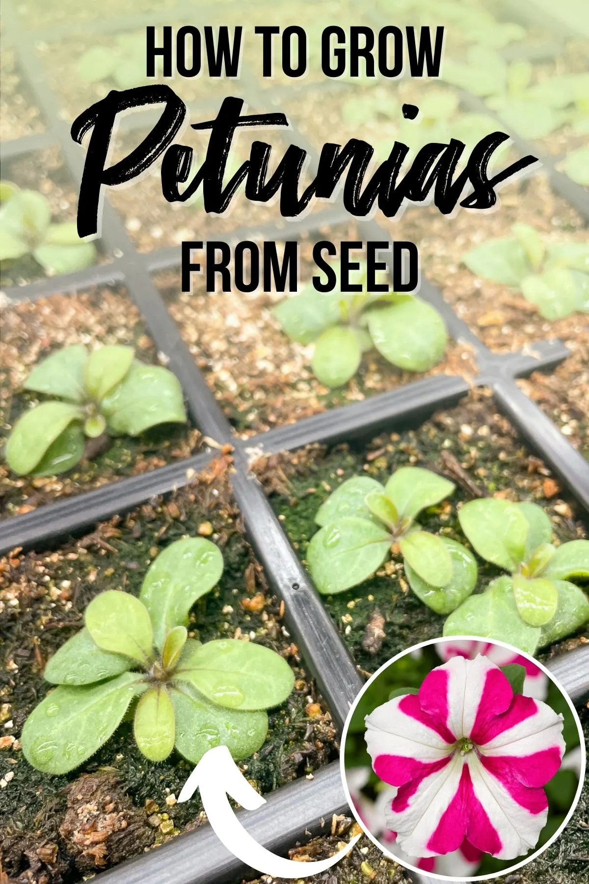When to sow petunia seedlings, or how to get seedlings ready for planting in 75 days.