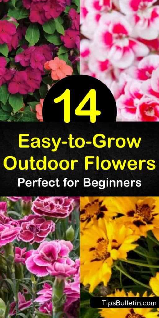 Additional Fragrant Flowers for Your Sensory Garden