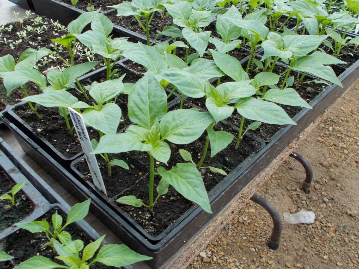 Advantages of peat pots