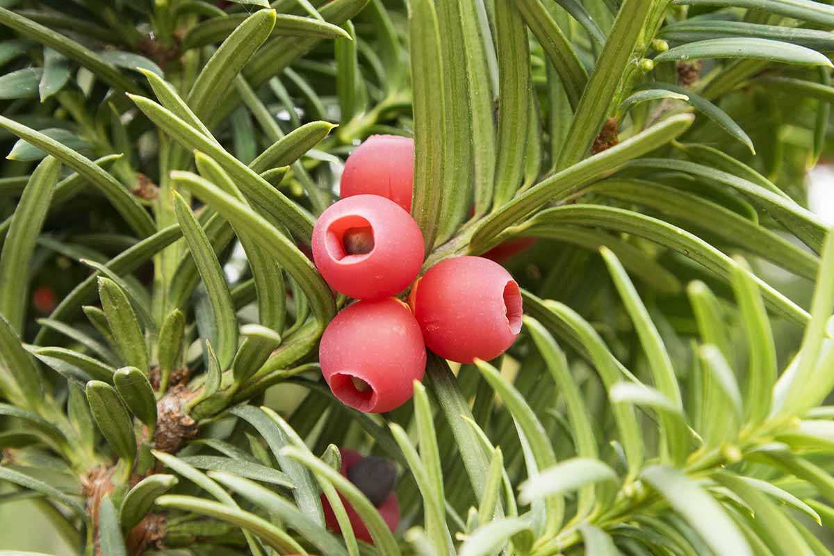 Tips for Caring for Winter Yew