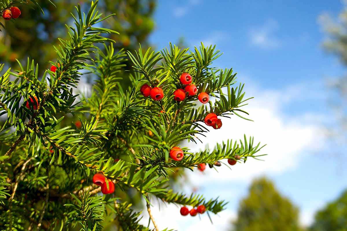 Grow Your Garden with Winter Yew