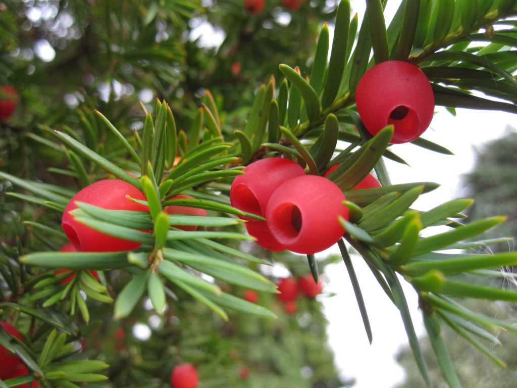 Experience the Beauty of Winter Yew