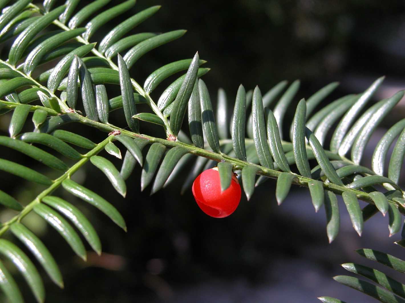 Discover Winter Yew at Our Nursery