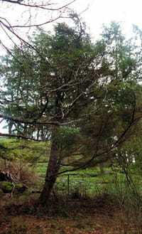 How to Grow Winter Yew