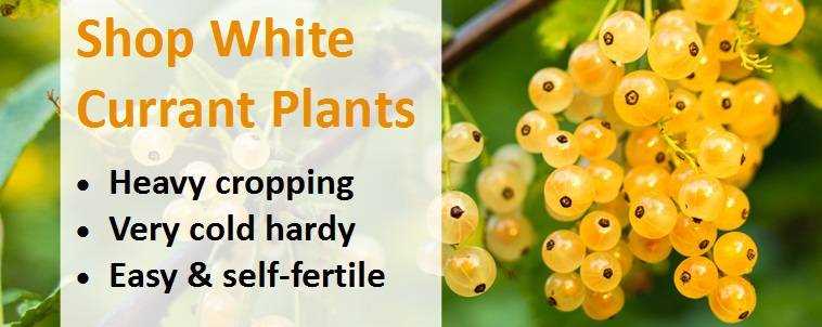 Common pests and diseases affecting white currant