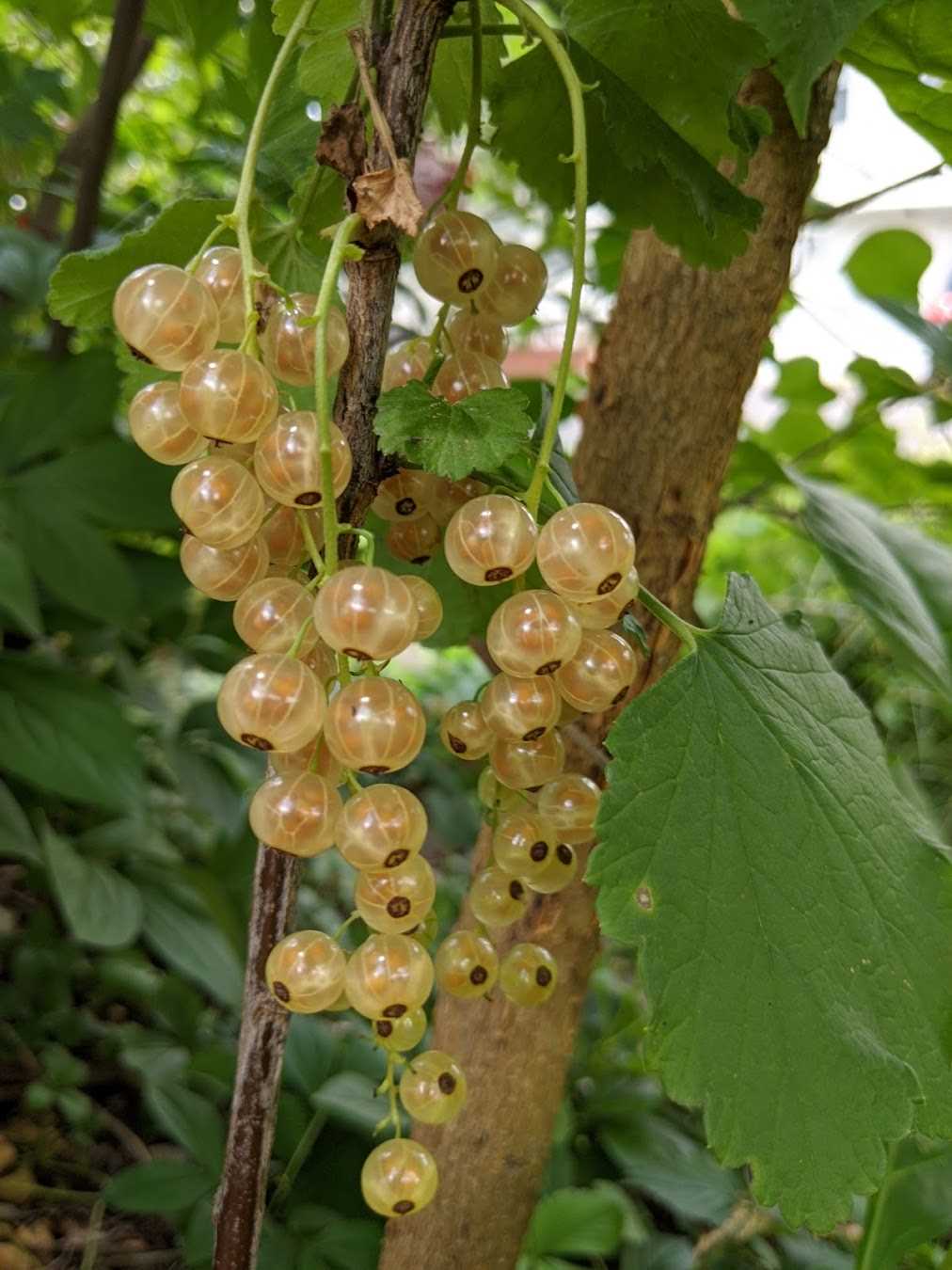 White currant: cultivation, reproduction, varieties