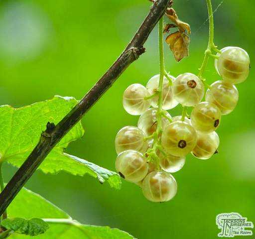 Climate and soil requirements for white currant