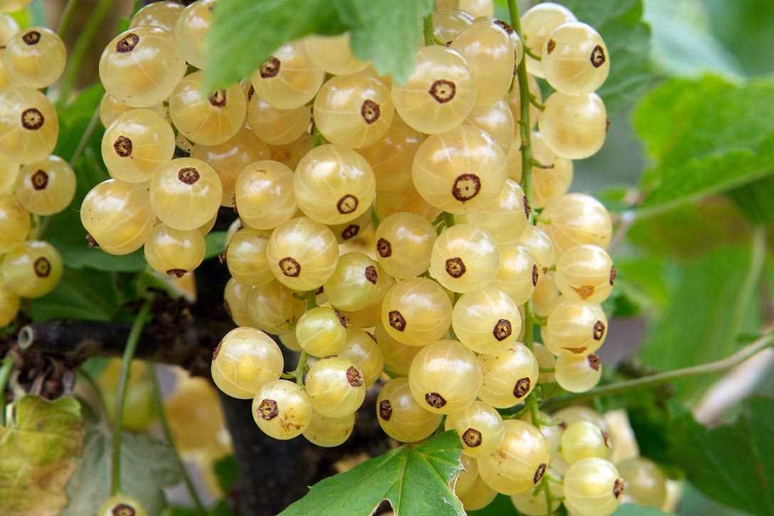 3. Planting white currant