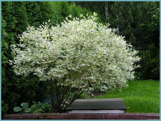 Pruning and Training White Deren