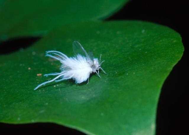 whitewash against aphids moths and fungi a simpl mwy71rsa