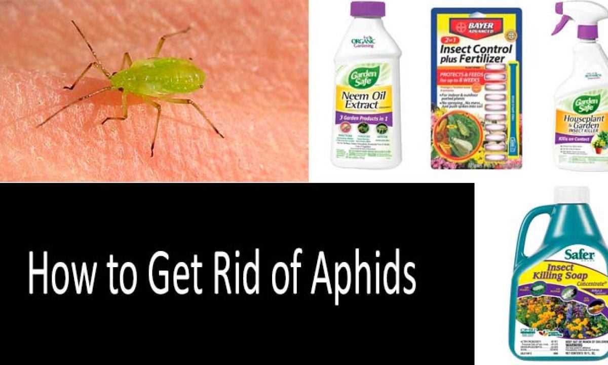 How Whitewash Protects Against Aphids