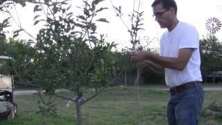 why and how to bend tree branches do it safely f vd5gucb9