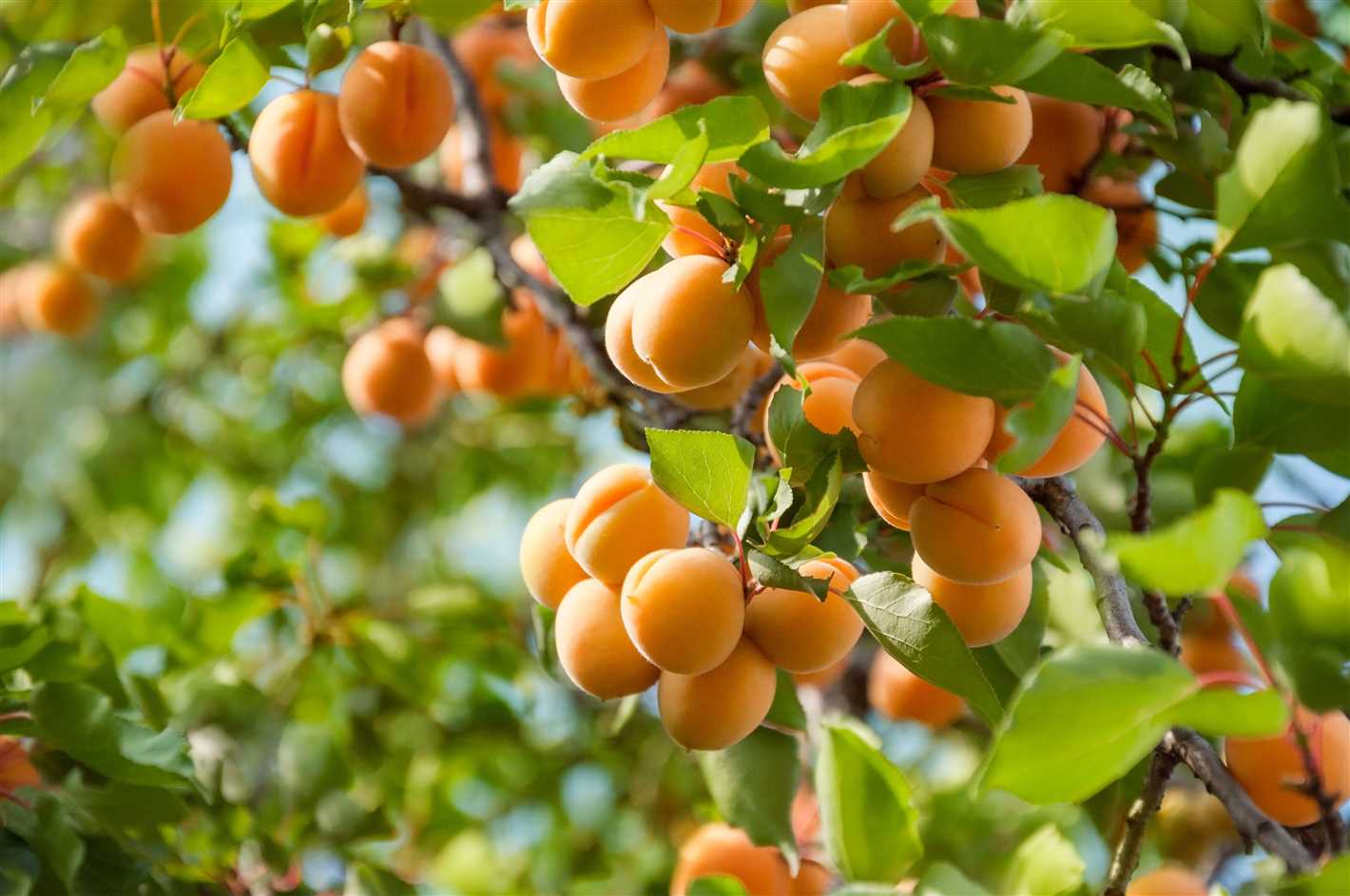 Common Problems with Apricot Trees