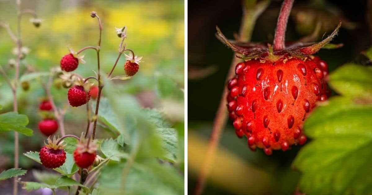 When to Prune Strawberry Plants