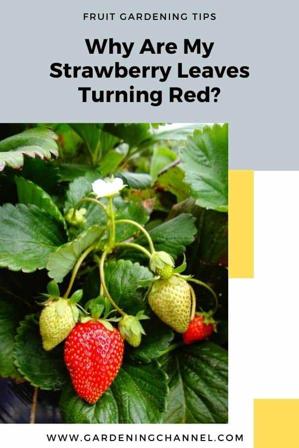 8. Not knowing the specific needs of strawberry varieties