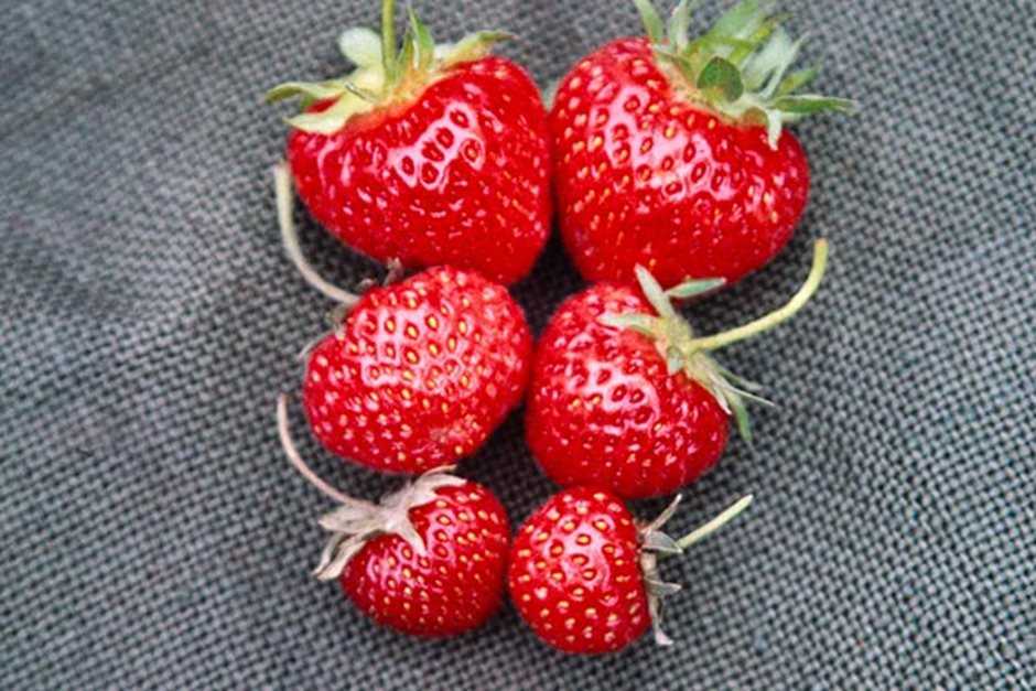 When to Prune Strawberry Plants