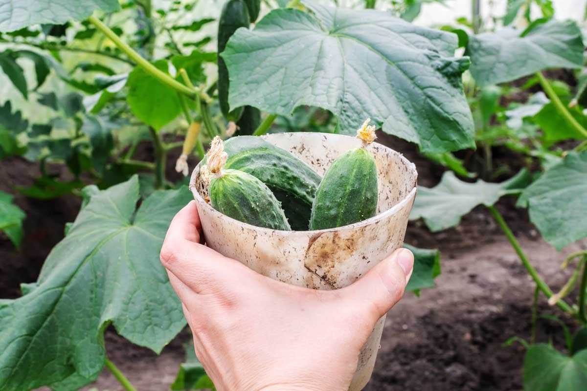 Common pests affecting cucumber plants: