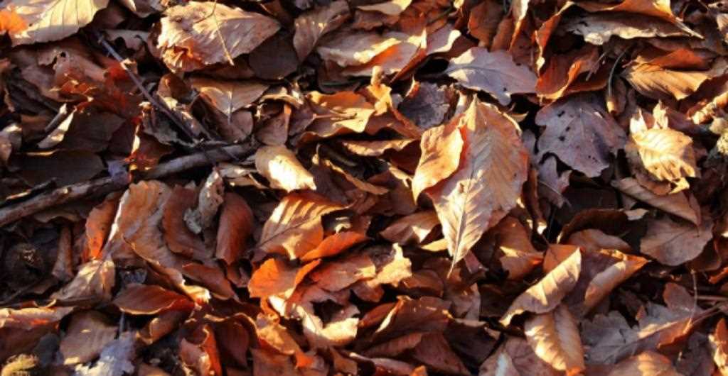 How to Mulch Leaves in Your Garden: