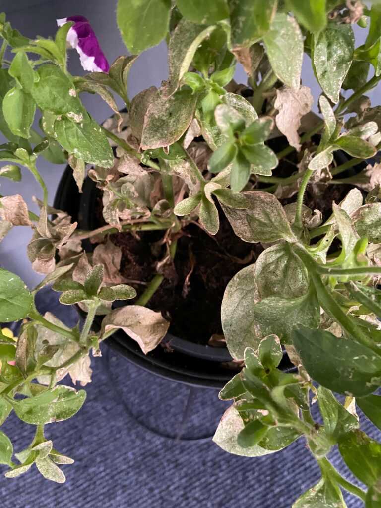 What Makes Petunia Seedlings Turn Yellow