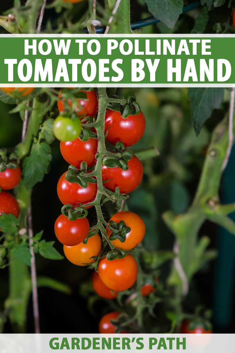 Why Bumblebees Are Important for Self-Pollinating Tomato Varieties