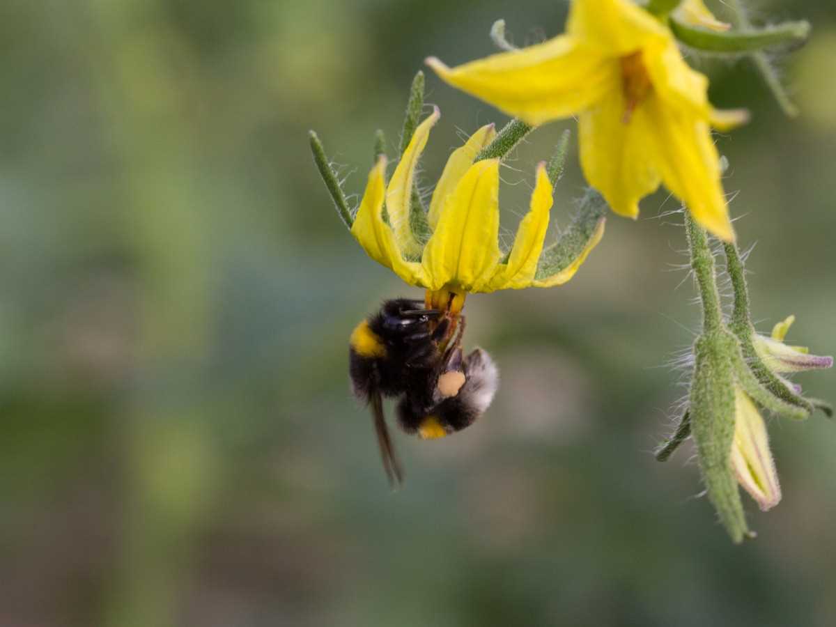 The Role of Bumblebees