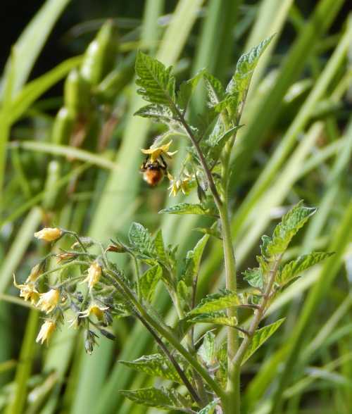 4. Pollination Management