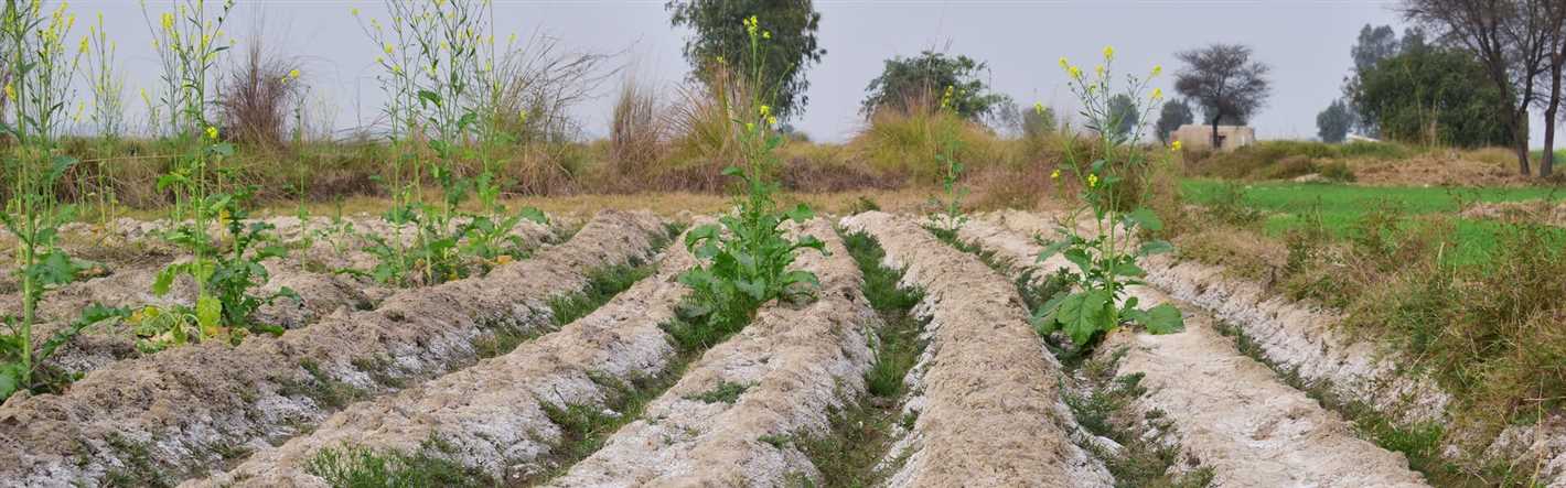 Management of Cover Crops: