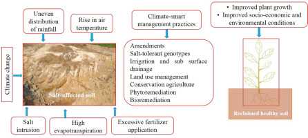 Effective Methods to Improve Soil Fertility