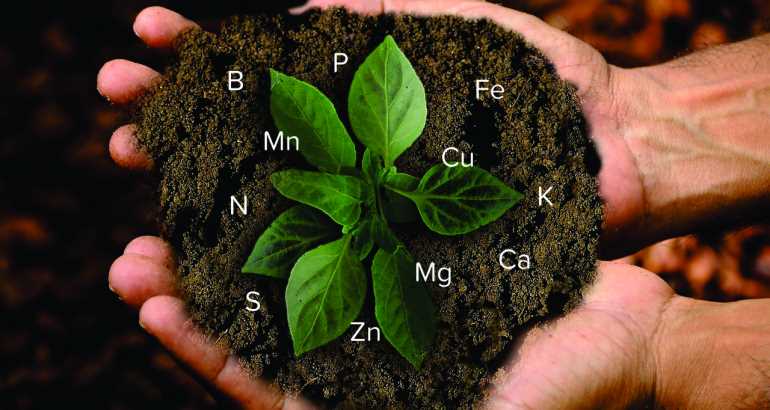 Identifying Magnesium Deficiency