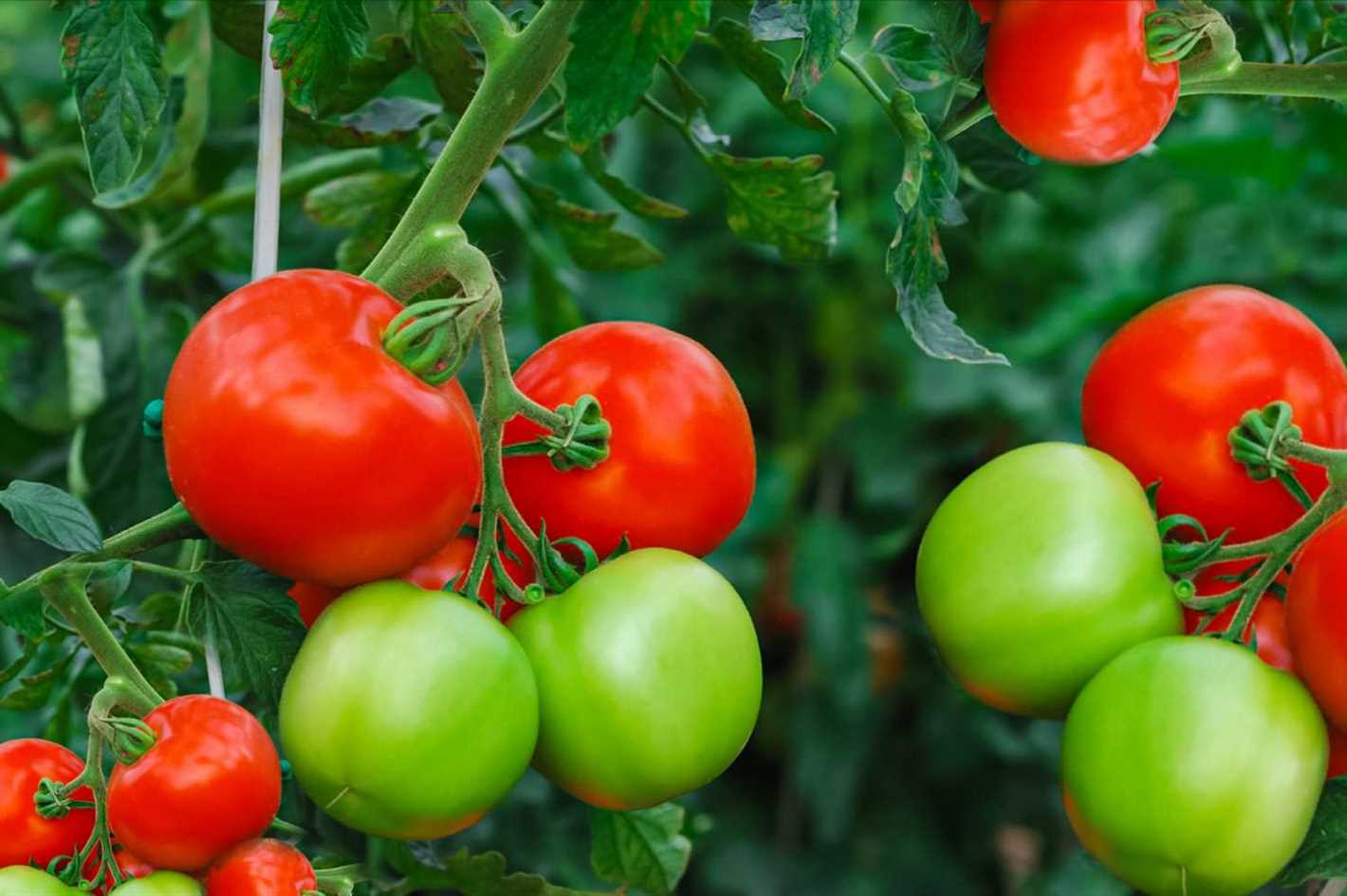 Identifying Wilted Tomato Tops in Your Garden