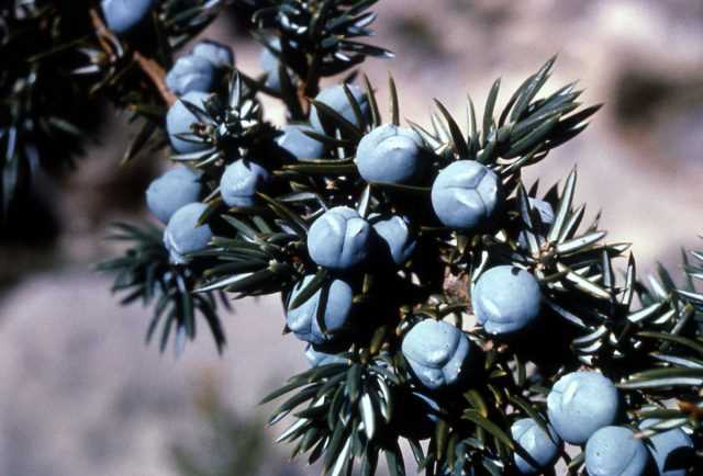 Winter cuttings of juniper - an even more effective method