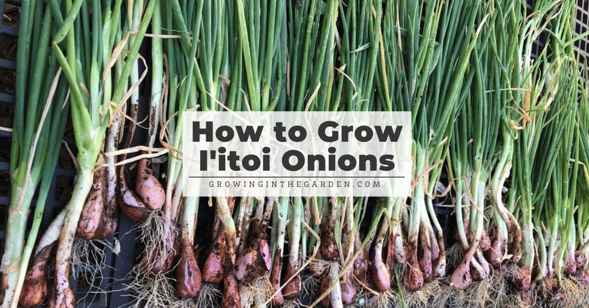 Timing is Key: When to Plant Winter Onions