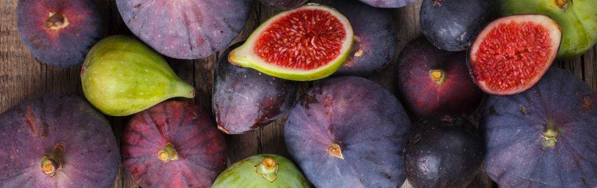 wintering figs in our cold climate is it necessa 505s453p