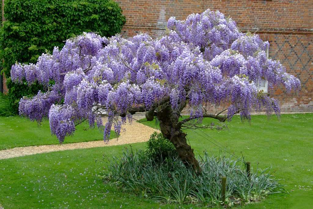 Caring for Wisteria
