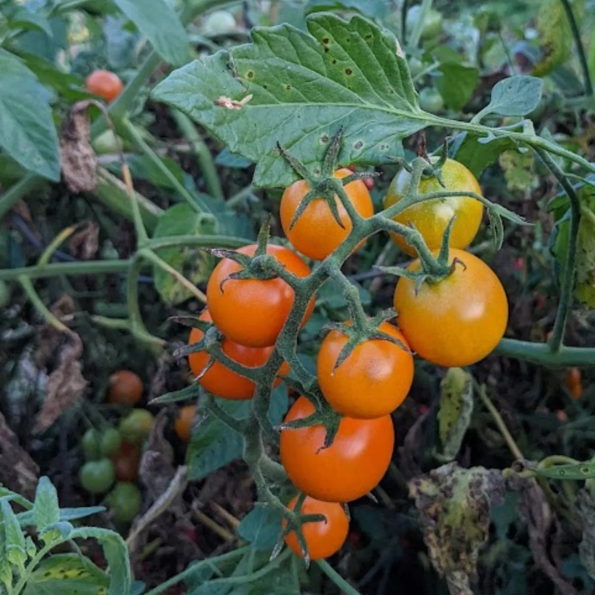 San Marzano Tomatoes