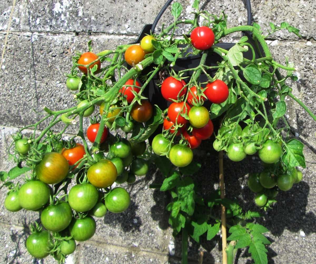 Heirloom Tomatoes