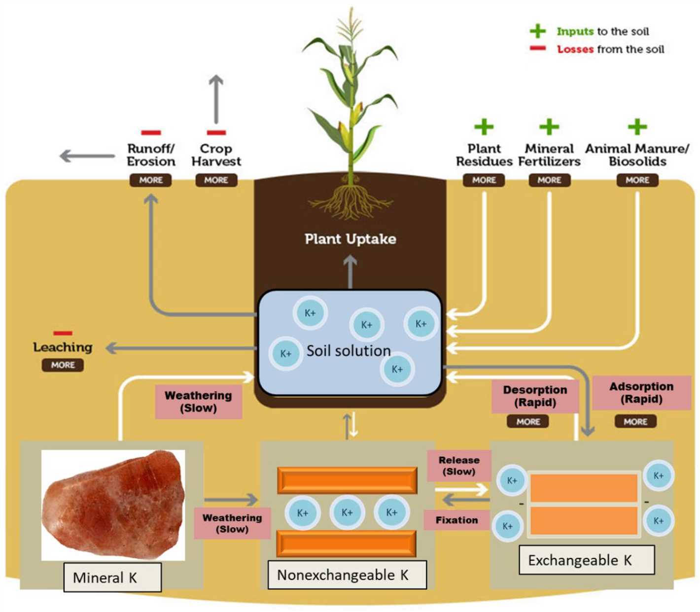  Nutrient Imbalance 