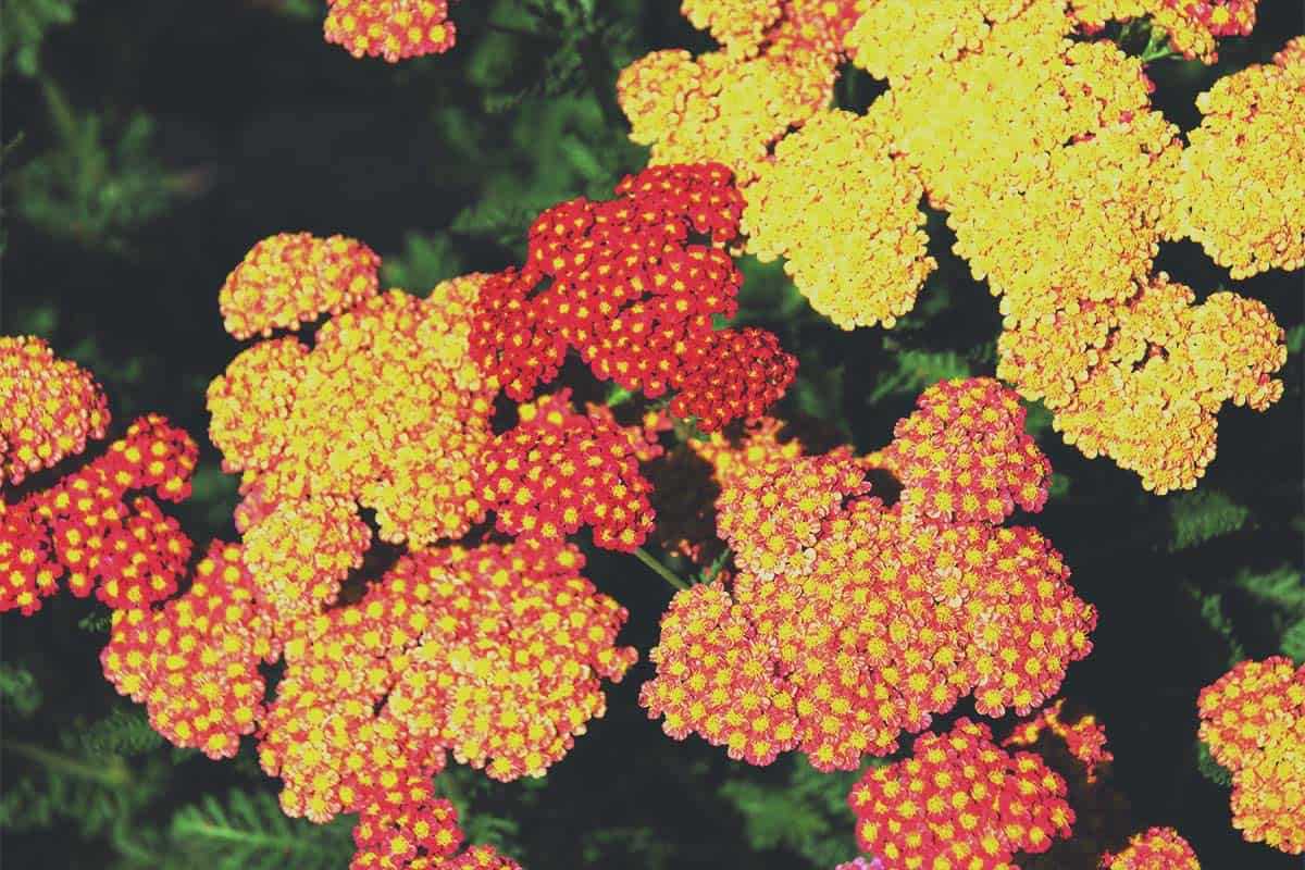 Benefits of Growing Yarrow