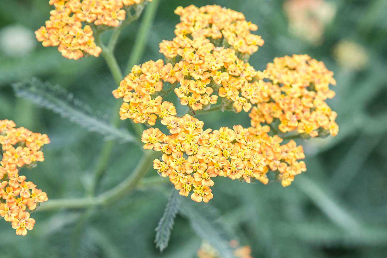 How to Plant and Care for Yarrow