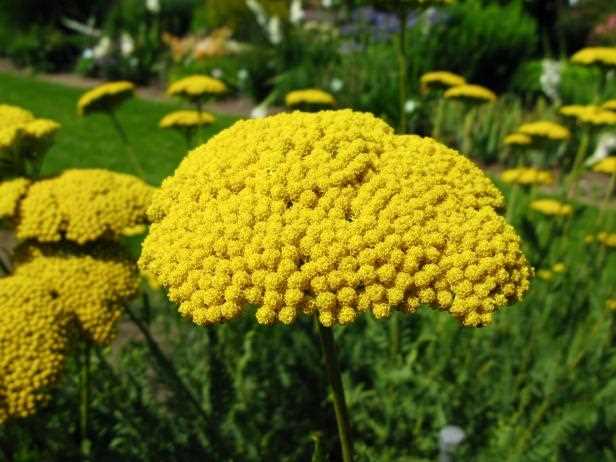 Benefits of Yarrow