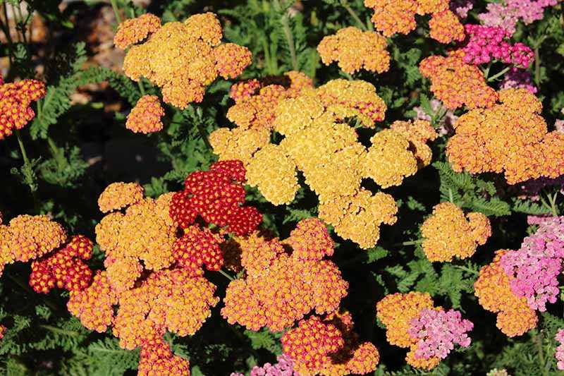 4. Achillea tomentosa