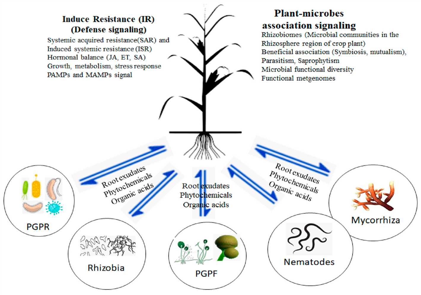 Benefits of strengthened plant immunity