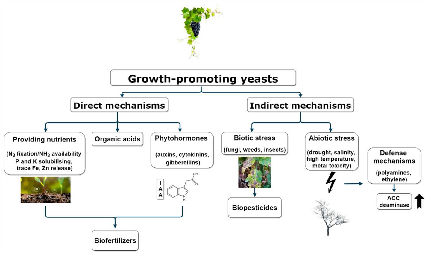 Environmentally Friendly Alternative to Chemical Fertilizers