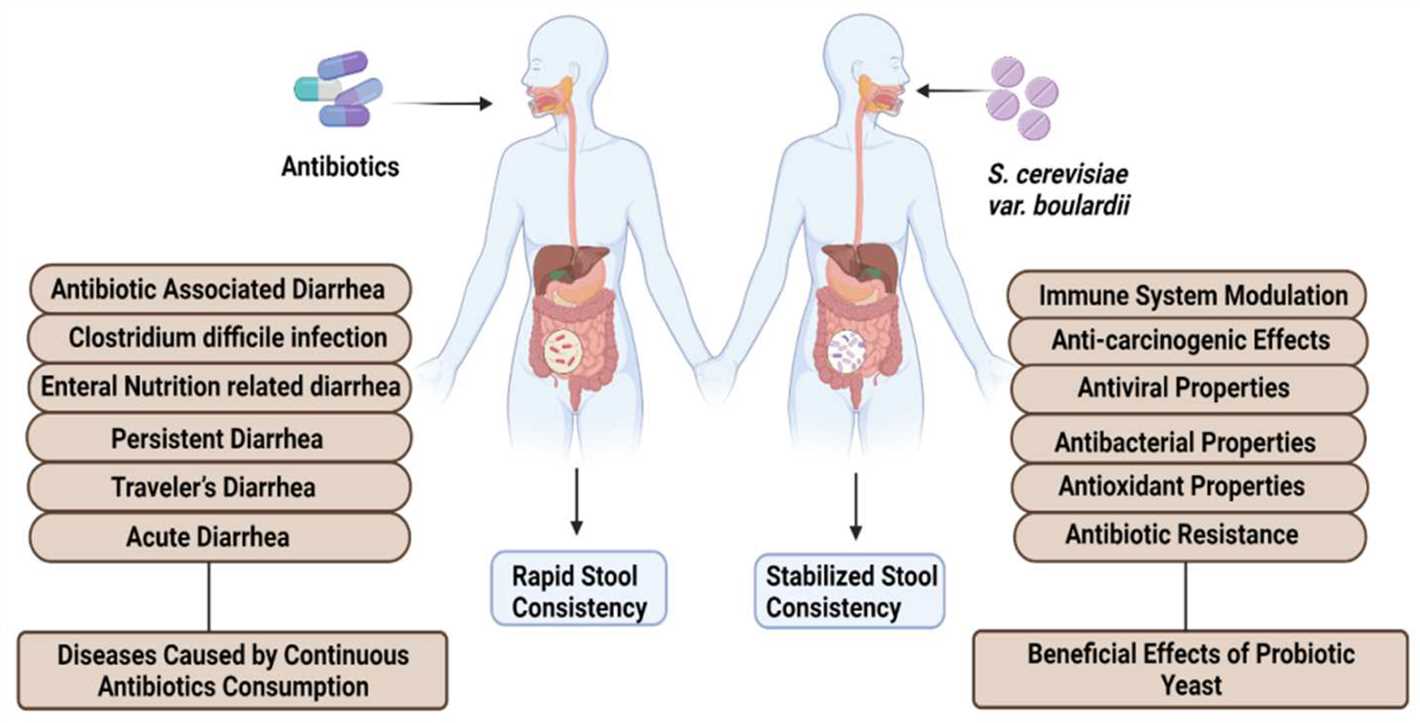 Enhanced Nutrient Absorption