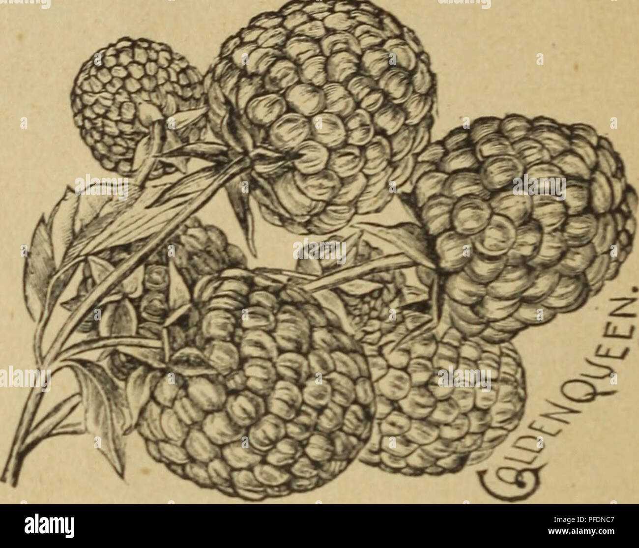 Best soil and climate for Yellowberry